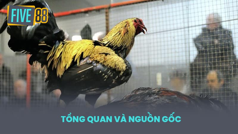 Tổng quan và nguồn gốc
