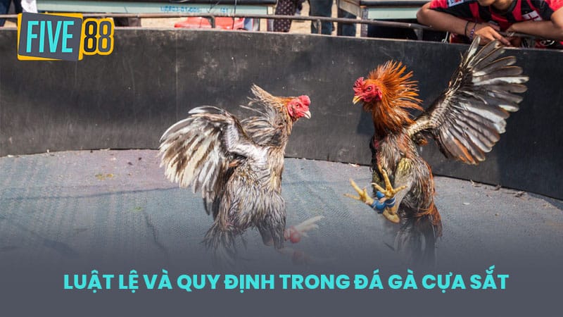 Luật lệ và quy định trong đá gà cựa sắt