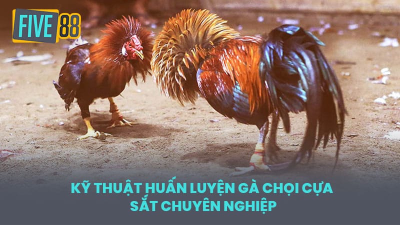 Kỹ thuật huấn luyện gà chọi cựa sắt chuyên nghiệp