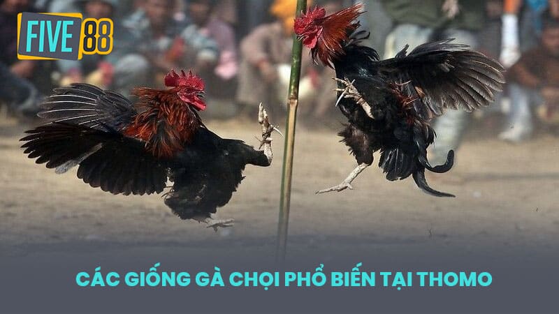 Các giống gà chọi phổ biến tại Thomo