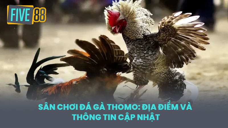 Sân chơi đá gà Thomo: Địa điểm và thông tin cập nhật