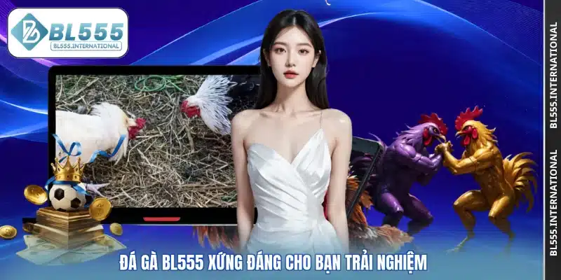 Đá gà BL555 xứng đáng cho bạn trải nghiệm